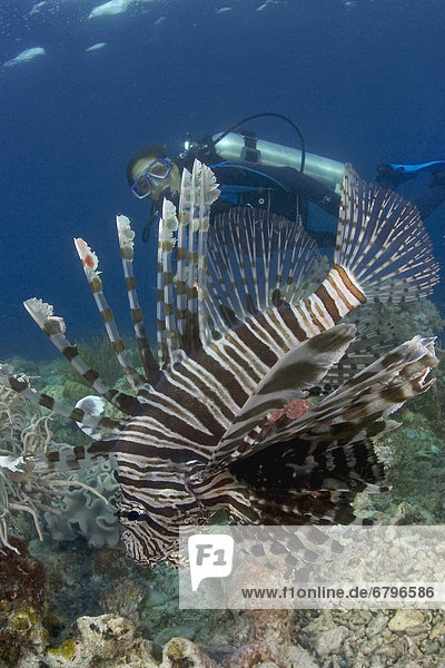 Rotfeuerfisch  Pterois volitans  Hintergrund  Indonesien