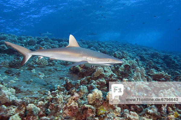 Hawaii  Maui  Molokini  Juvenile grey reef shark (Carcharhinus amblyrhynchos) over coral reef  side view
