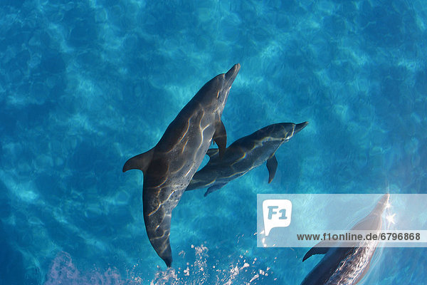 Caribbean  Bahamas  Bahama Bank  Atlantic Bottlenose Dolphin interact with Atlantic Spotted Dolphin