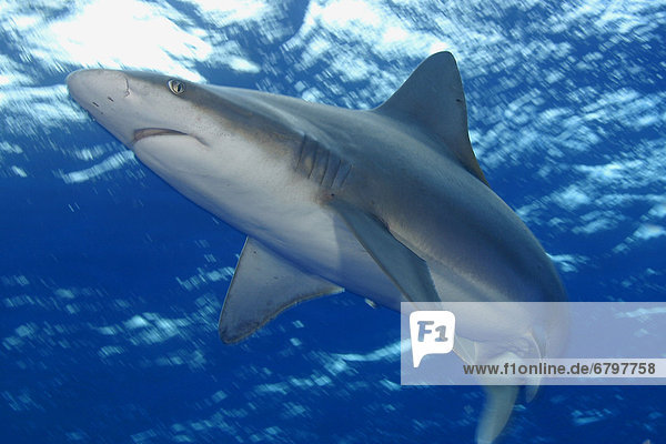 Hawaii  Sandbar Shark (Carcharhinus plumbeus) in motion under surface [For use up to 13x20 only]
