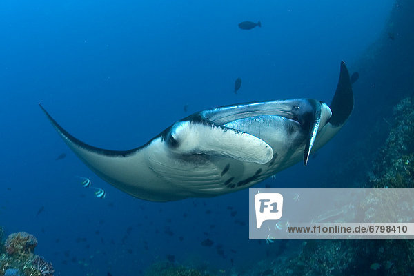 Indonesia  Komodo  Manta ray underwater near reef and fish