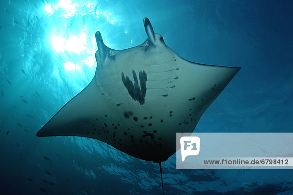 Indonesia  Komodo  Manta ray underwater near surface  sunburst