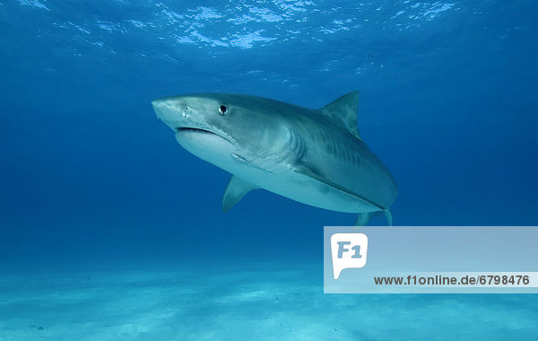 Caribbean  Bahamas  Little Bahama Bank  14 foot tiger shark [Galeocerdo cuvier]