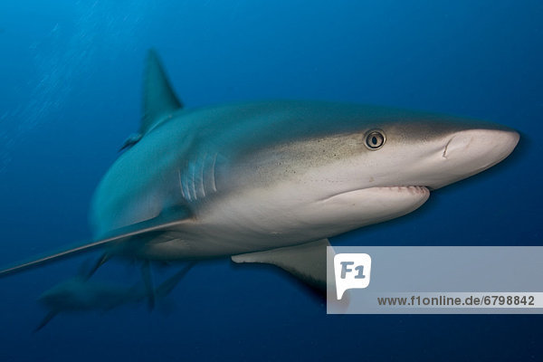 Caribbean  Bahamas  Caribbean Reef Shark (Carcharhinus perezi)