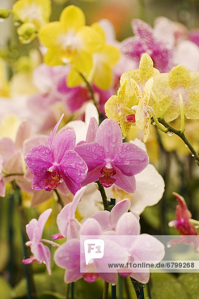 gelb  Feld  pink  Orchidee  Hawaii