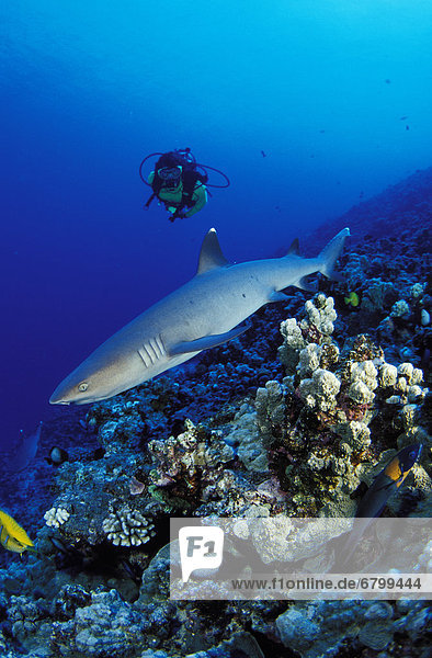 Hawaii  Diver swimming towards Whitetip Reef Shark (Triaenodon obesus) .