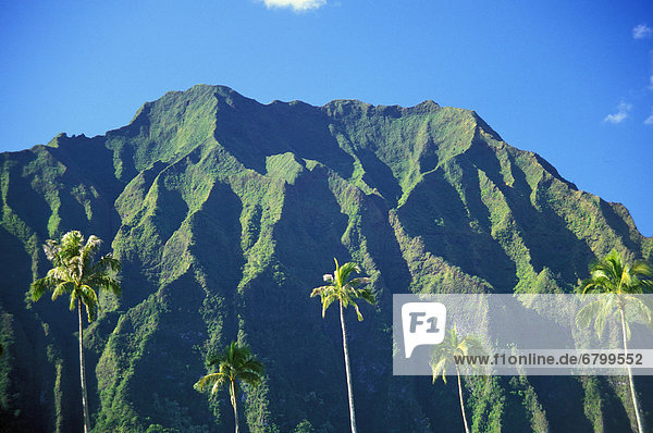 Denkmal  Berg  Baum  Hawaii  Oahu