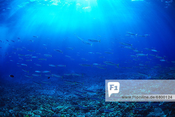 Hawaii  Mackerel scad  opelu (Decapterus macarellus) school in blue ocean A84B