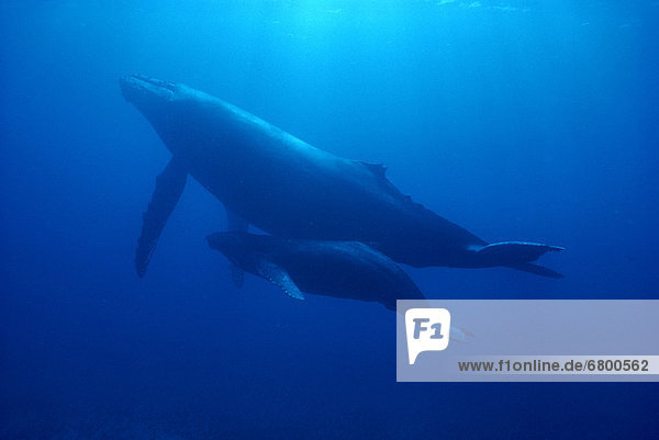 Hawaii  Humpback Whale (Megaptera novaeangliae) mother and calf B1984