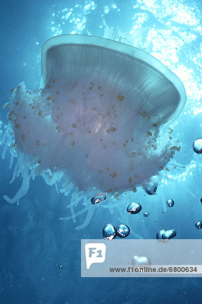 Hawaii  Jellyfish in turquoise water  air bubbles  sunburst (Cephea cephea) C1964