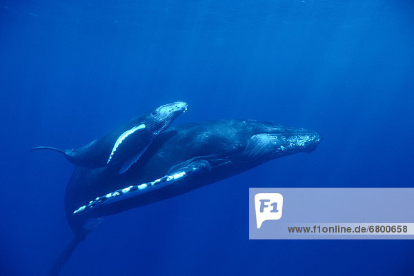 Hawaii  Big Island  Humpback Whales  mother and baby underwater Megaptera novaeangliae C2015