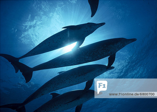 Delphin Delphinus delphis Silhouette 3 Atlantischer Ozean Atlantik Punkt Sonnenstrahl Dalbe