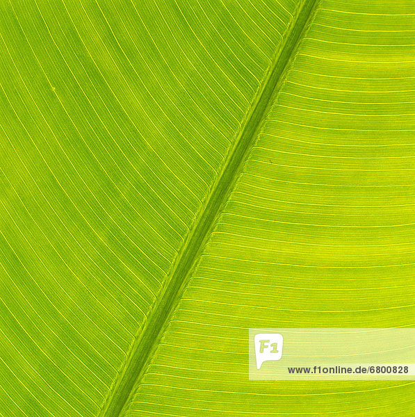 Hawaii  Close-up detail of torch giner leaf  soft green color  background C1657