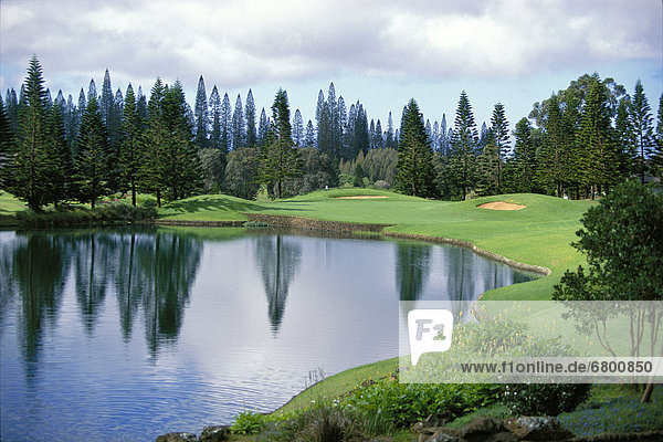 Wasser Baum Gefahr grün Spiegelung Loch Kiefer Pinus sylvestris Kiefern Föhren Pinie Erfahrung Hawaii Lanai Reflections