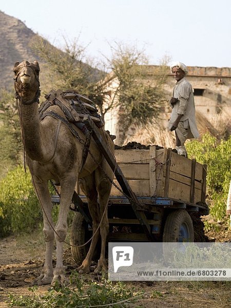 Senior Man Standing On A Cart Drawn By A Camel  Aravalli Hills Rajasthan India