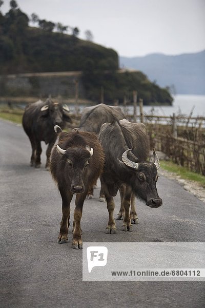 Water Buffalo On A Road