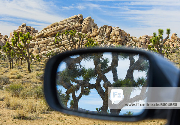 Vereinigte Staaten von Amerika USA Baum Spiegelung Ansicht Seitenansicht Joshua Tree Nationalpark Joshua Tree Yucca brevifolia Kalifornien Spiegel
