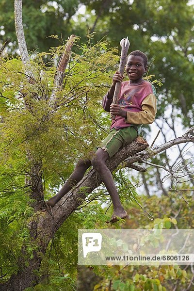 A Boy Sits Up High On A Tree Branch  Manica  Mozambique  Africa