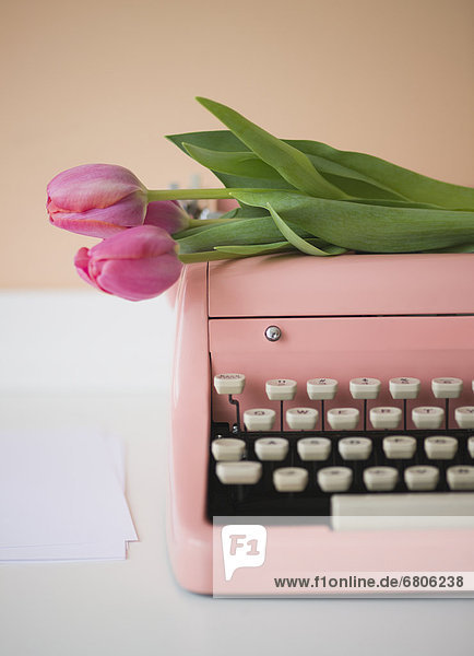 Schreibmaschine  pink  Tulpe