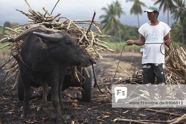 A Field Worker Harvests Sugar Cane With The Help Of A Water Buffalo And Cart In A Field Near Bias City  Negros Oriental  Philippines