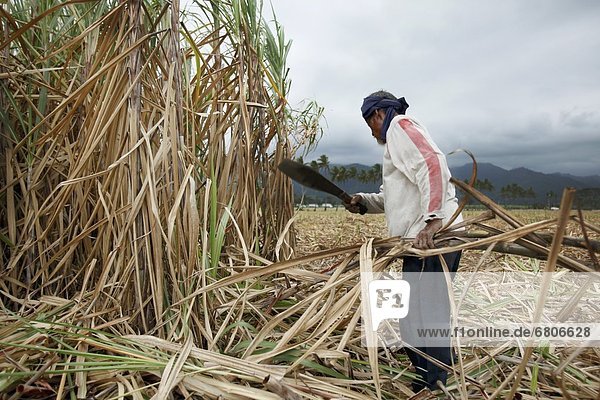 A Field Worker Harvests Sugar Cane In A Field Near Bias City  Negros Oriental  Philippines
