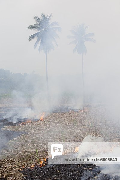 nahe  Spazierstock  Stock  ernten  Großstadt  Feld  verbrannt  Zucker  multikulturell  Philippinen  Ar