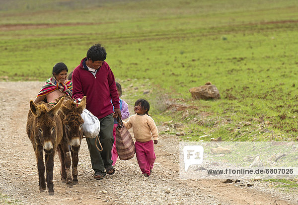 A Man And Woman Walk With Their Two Children And Two Donkeys  Sacred Valley Peru