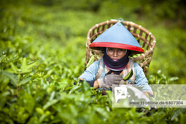 kegelförmig  Kegel  Frau  Hut  Kleidung  Plantage  Tee