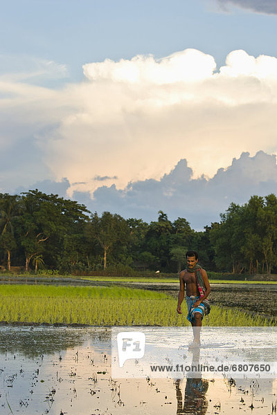 A Farmer Planting Rice  Sylhet Bangladesh