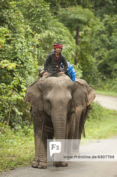 Working Karen Elephants  Noh Poh Mae Sot Thailand