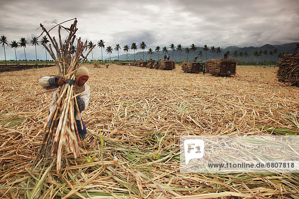 Men Harvest Sugar Cane And Load The Stalks Onto Train Cars Near Bias  Negros Oriental Philippines