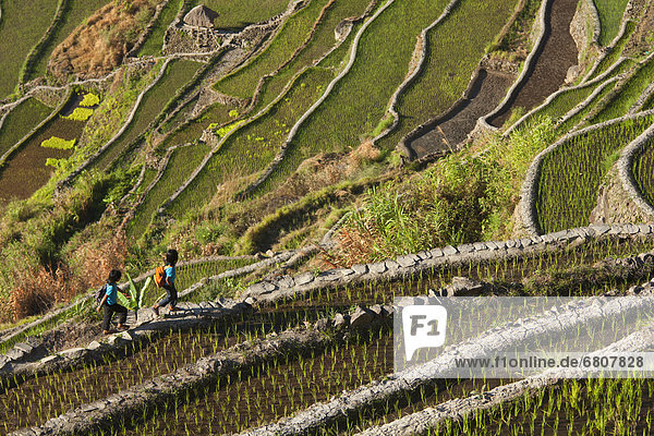 Two Kids Walk Along The Famous Rice Terraces  Batad Northern Luzon Philippines