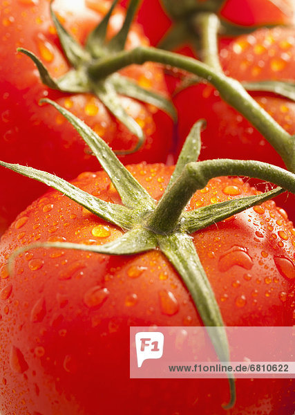 Fresh tomatoes with water drops