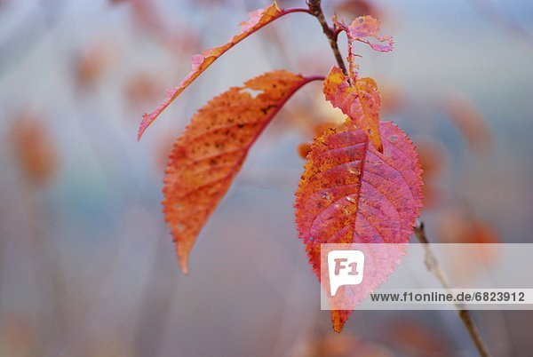 Cherry tree in autumn  Hokkaido Prefecture  Japan