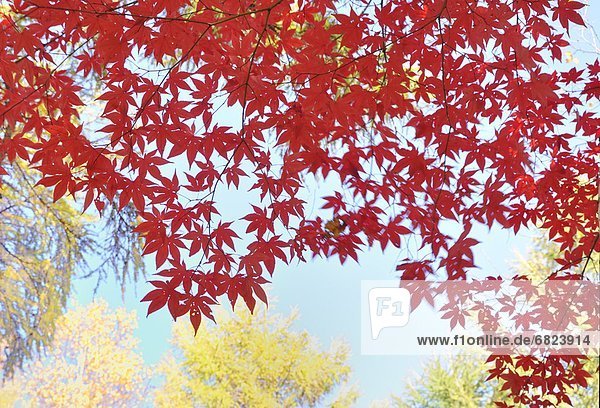 Japanese maple tree in autumn  Hokkaido Prefecture  Japan