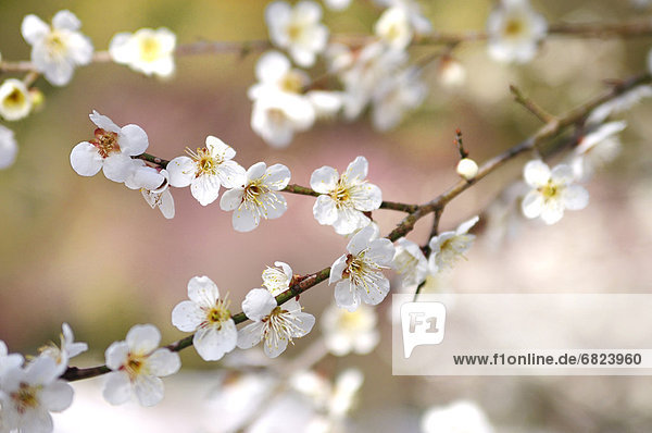 White plum blossoms