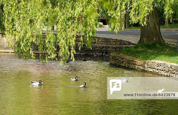 Five Ducks in Pond