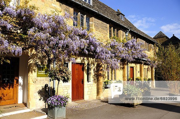 Wisteria Growing on House