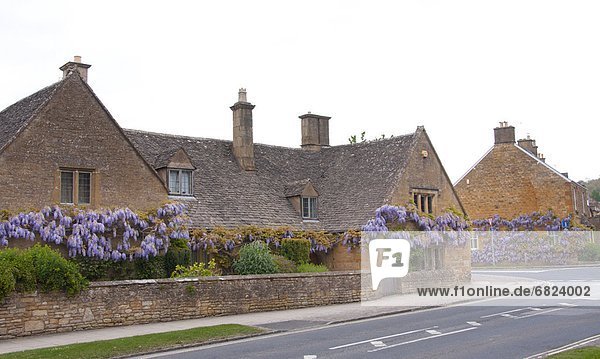 Wisteria Blooming on House