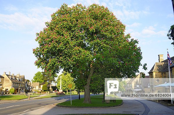 Chestnut Tree in Village