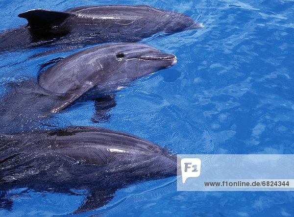 Swimming Three Dolphins