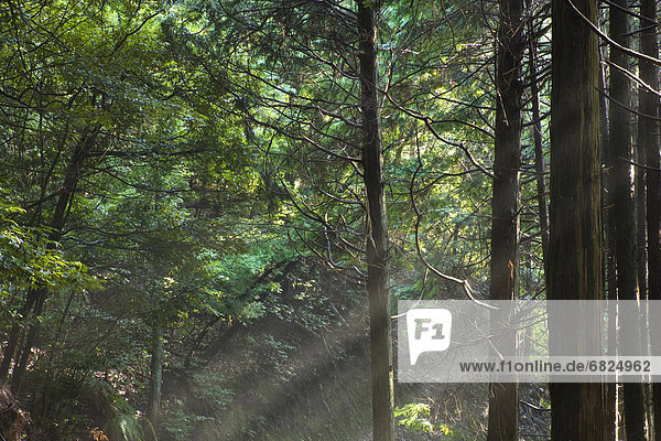 Sunlight Shining into a Forest. Otsu  Shiga Prefecture  Japan