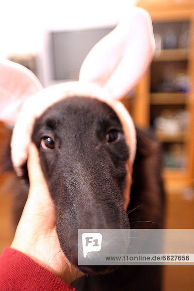 Close-up of dog wearing rabbit ears