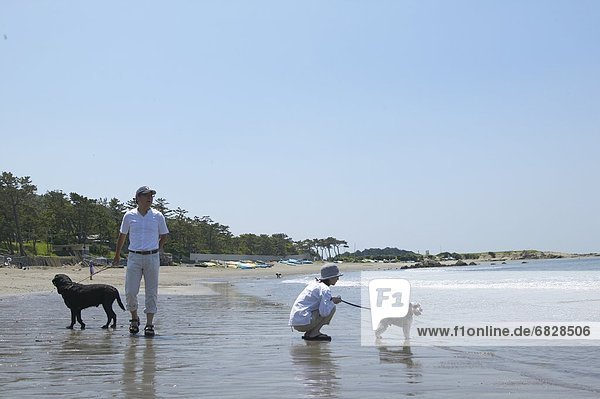 Couple walking their dogs on the beach