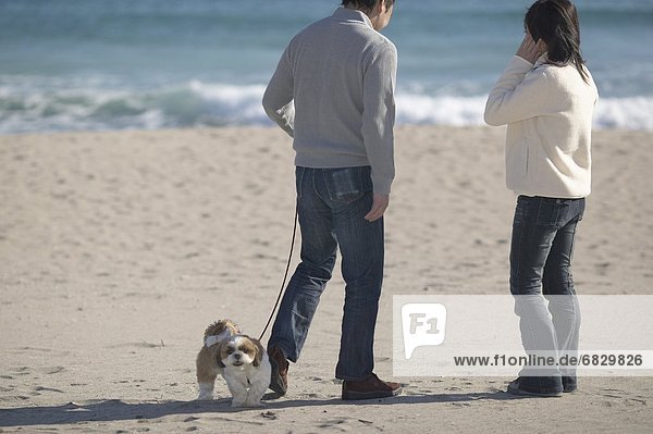 stehend  Strand  Hund