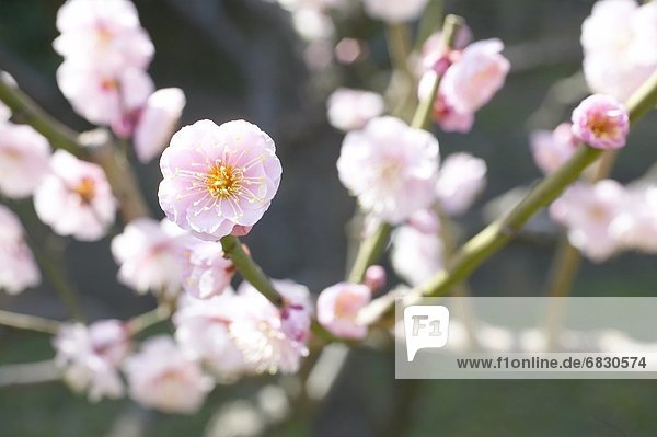 Plum flowers on branch  close up  differential focus