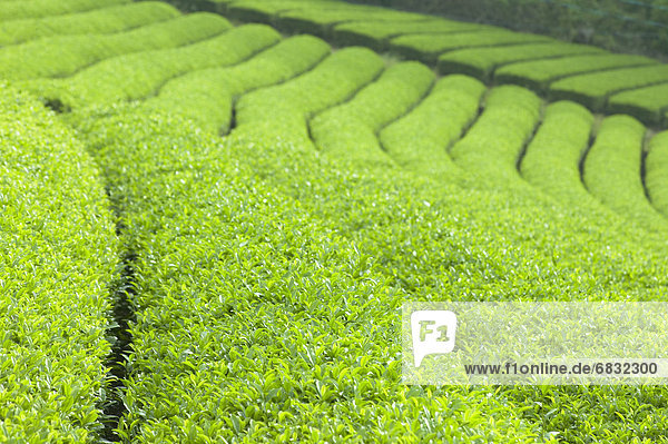 Tea plantation  Shizuoka Prefecture  Japan