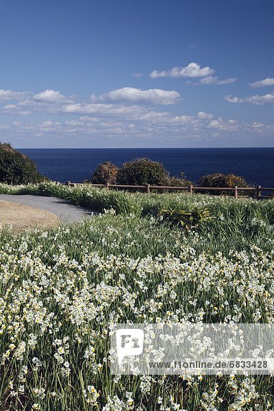 Daffodil field at Cape Kashinozaki  Wakayama Prefecture  Honshu  Japan