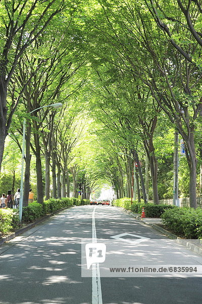 Treelined road  Shibuya ward  Tokyo Prefecture  Honshu  Japan
