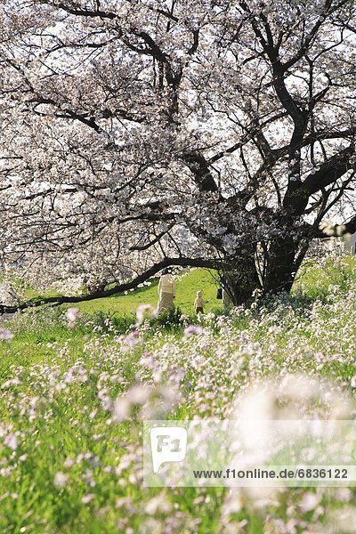 Cherry Blossom tree and wildflowers. Tokyo  Japan